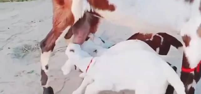 desi rajanpuri Bakri for WhatsApp number 0328,8110,750