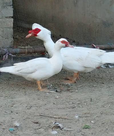 white Muscovy duck har size ma ha