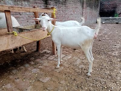 Barbari Bakri