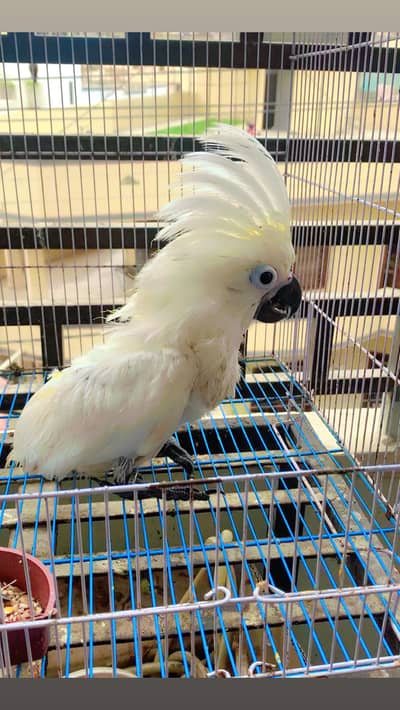 Umbrella Cocktoo chick