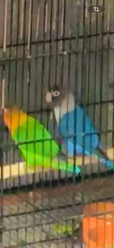 love birds breeding pair