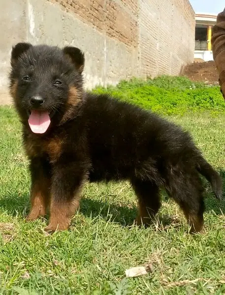 German shepherd long cout mail 2 mahnt for sale active