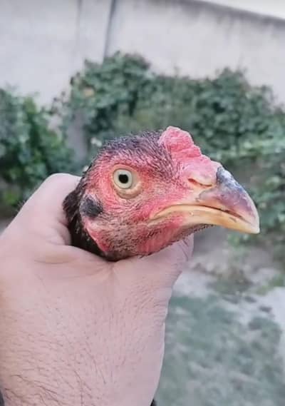Rampuri