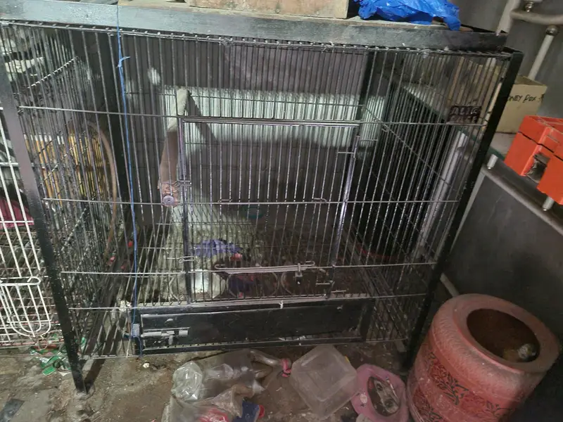 Big Size Cage — photo 2