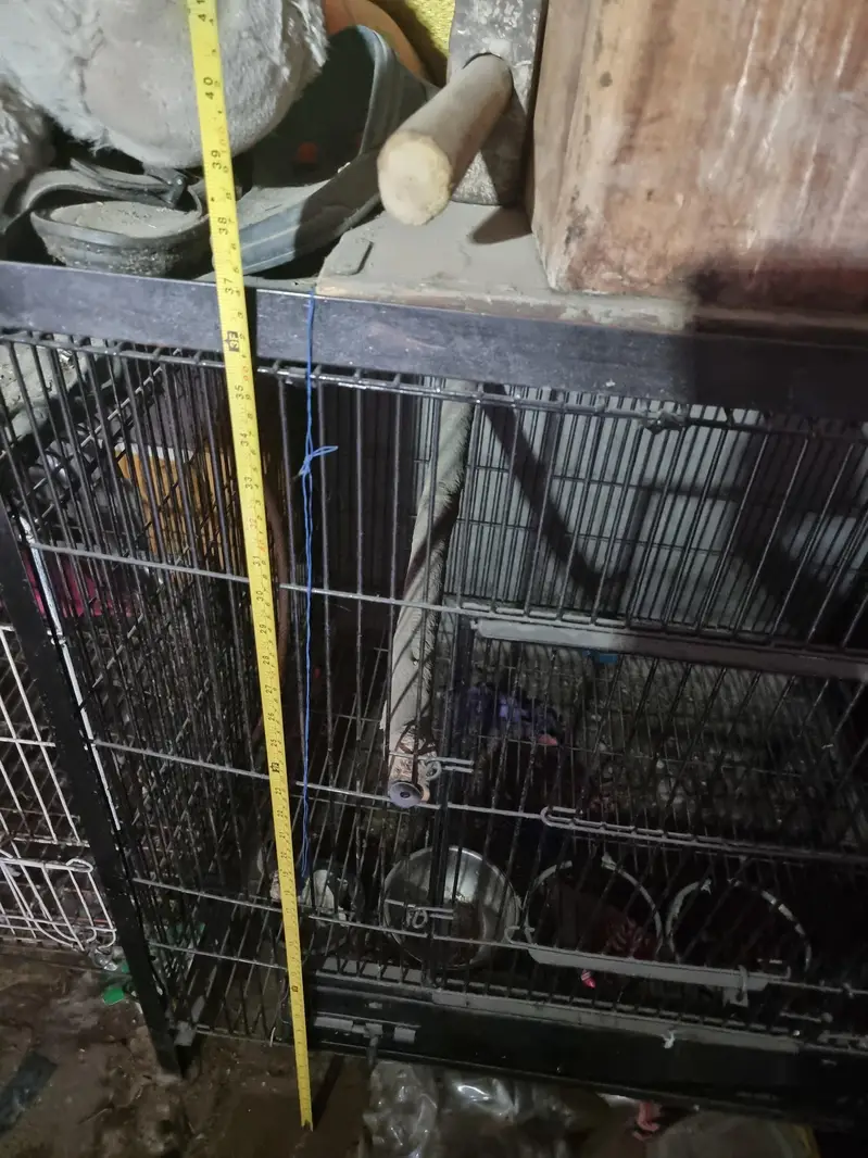 Big Size Cage — photo 3