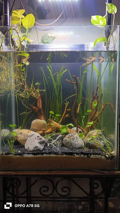 Planted aquarium