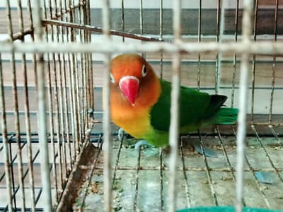 Lovebirds pair for sale!