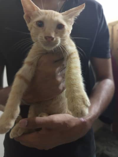 FREE!! Ginger kitten for sale