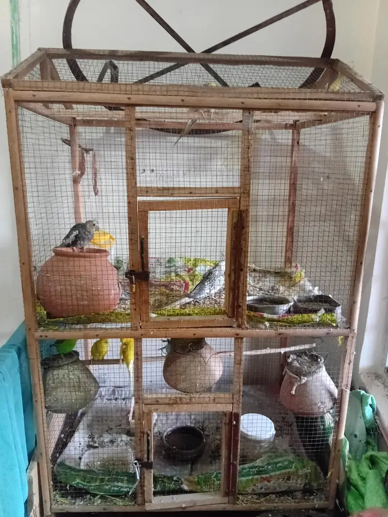 Australian Parrots — photo 2