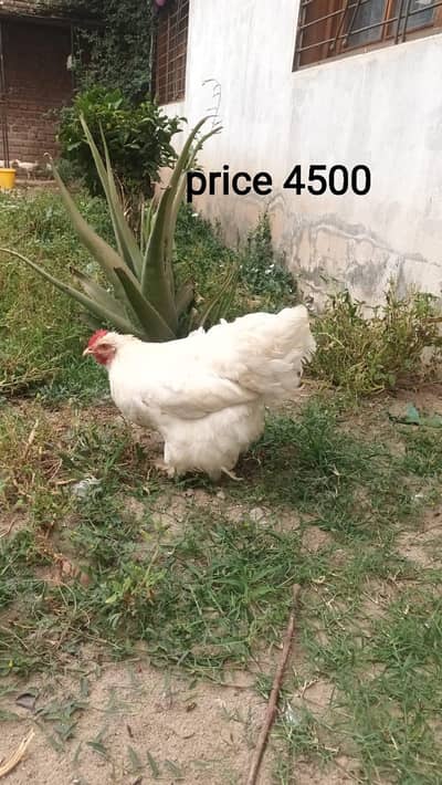 White heavy buff (egg lying)