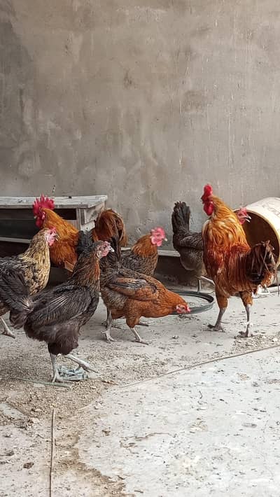 Desi Hens For sale Pure Organic 2 Kukar 6 Hens