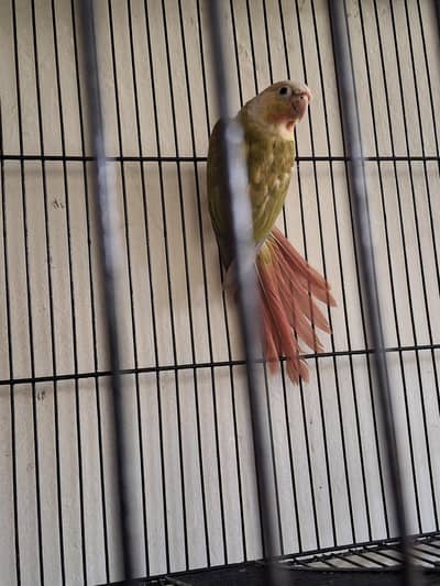 Pineapple Conure