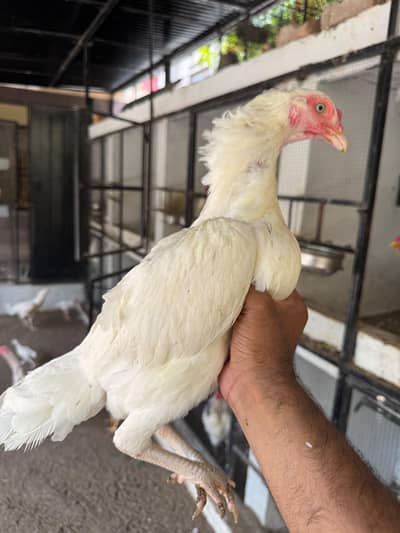 Chicks And Pair Available for sale