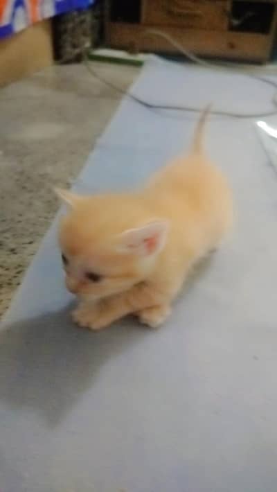 Triple and double coated kittens for sale