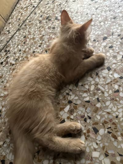 Persian Cat