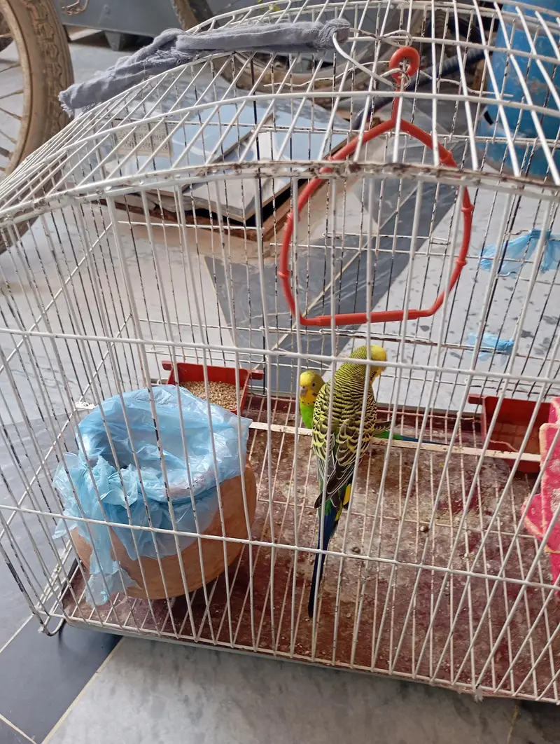 Australian pair of parrots wth cages