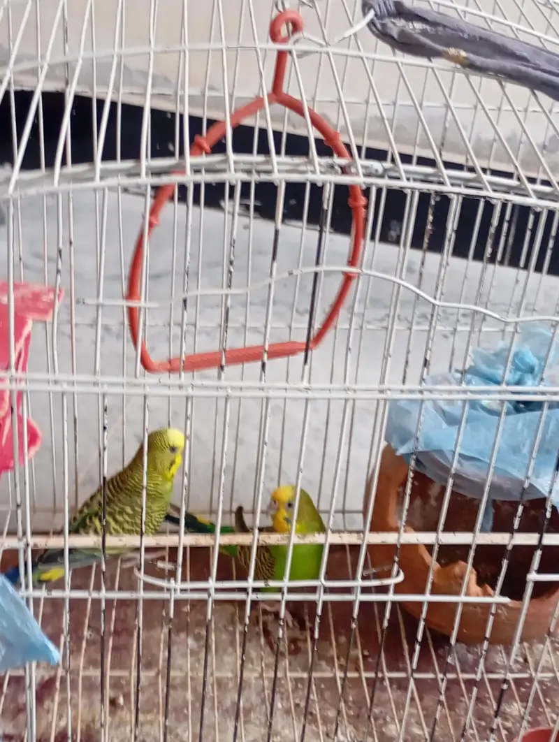 Australian pair of parrots wth cages — photo 2