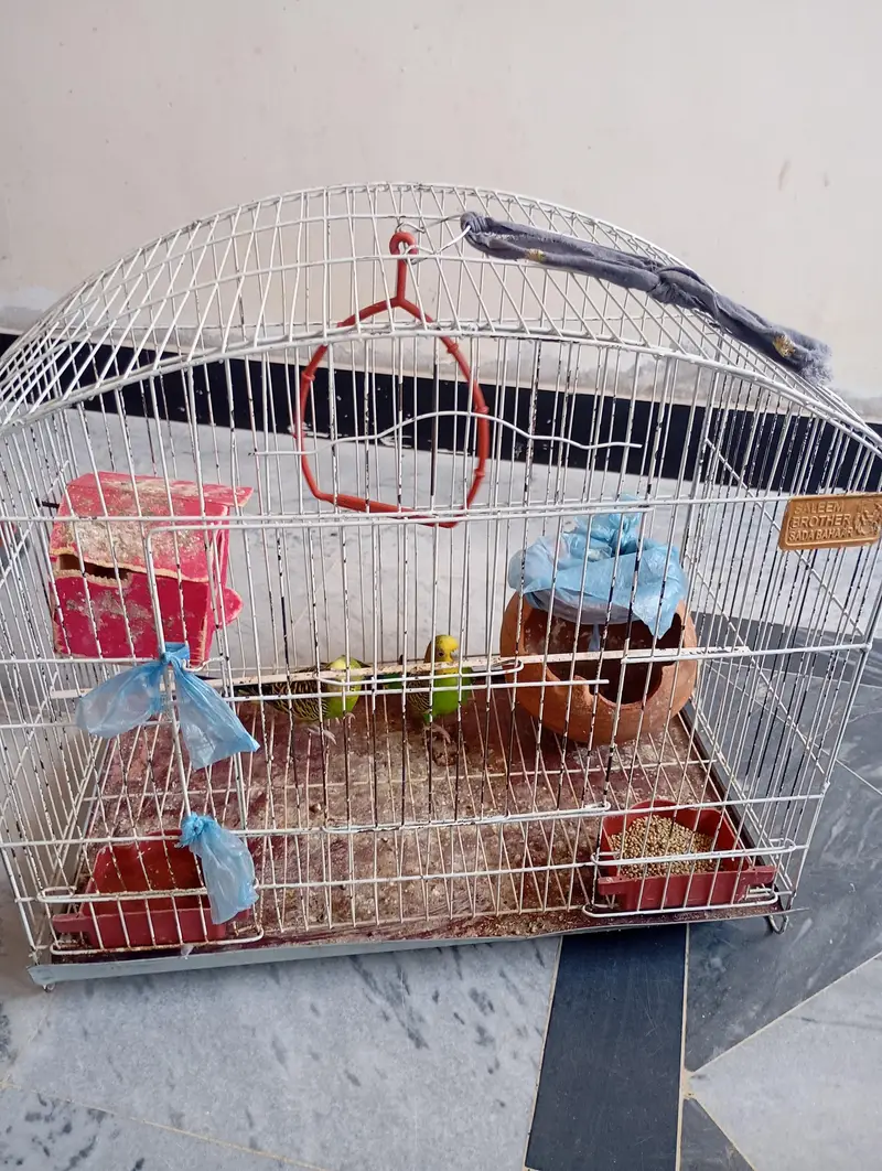 Australian pair of parrots wth cages — photo 3