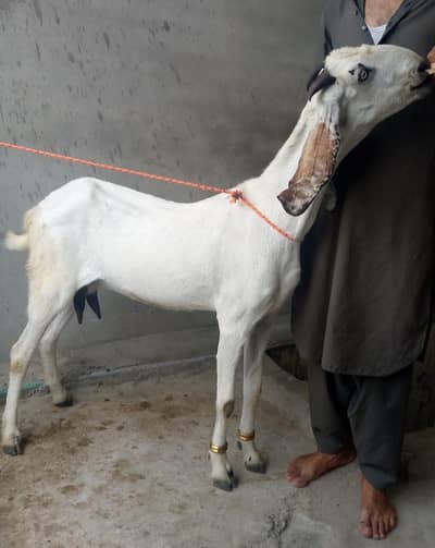 Barki forsle / bachi forsale(03705933305) only contact on WhatsApp