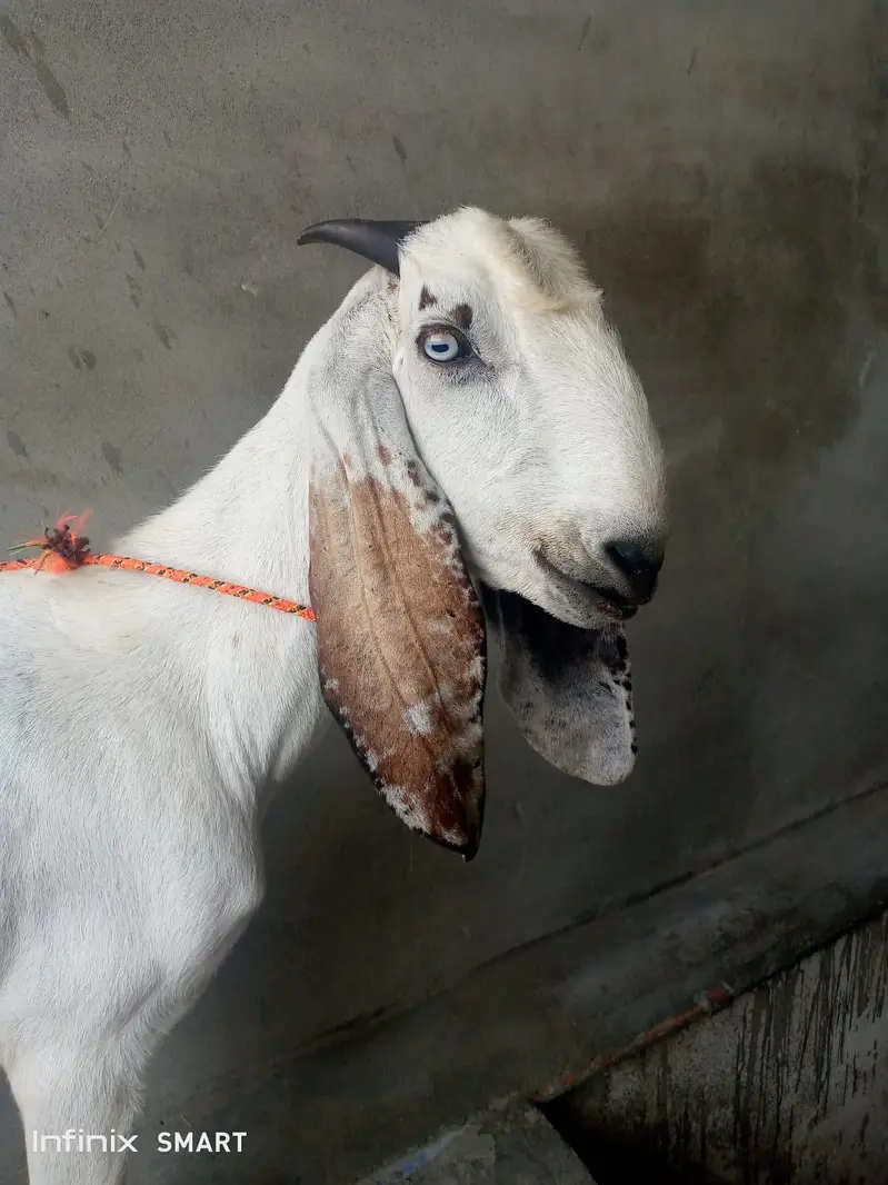 Barki forsle (03705933305) only contact on WhatsApp — photo 2