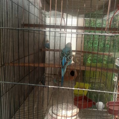 ausralian parrot per parrot 300 rupes