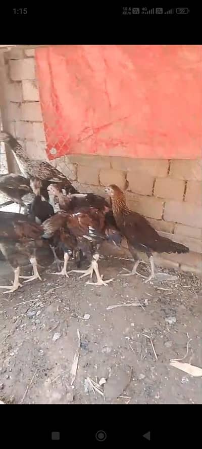 Aseel pairs for sale