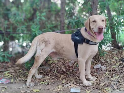 Friendly Male Labrador
