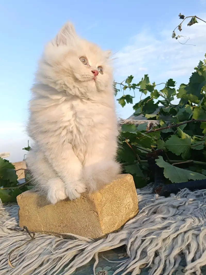 Persian kittens available