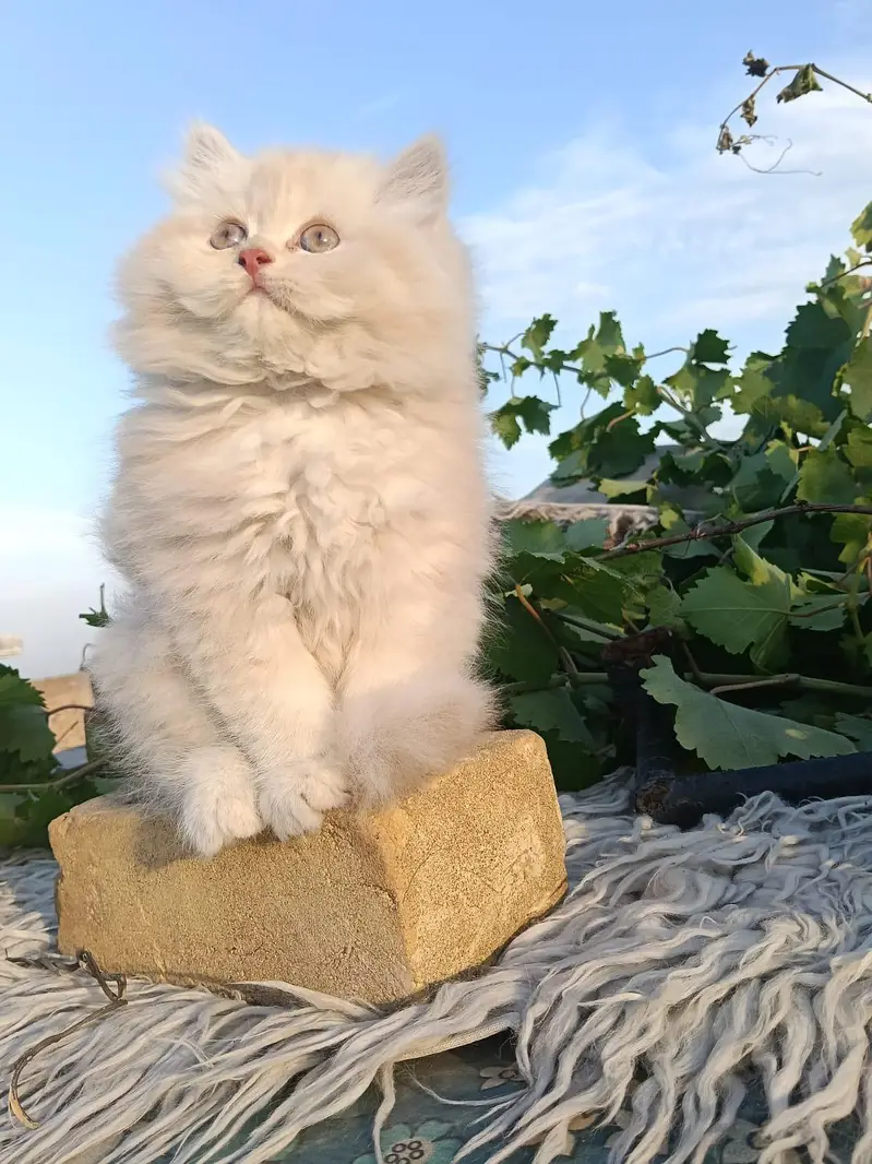 Persian kittens available — photo 3