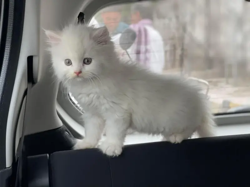 Persian kittens available — photo 4