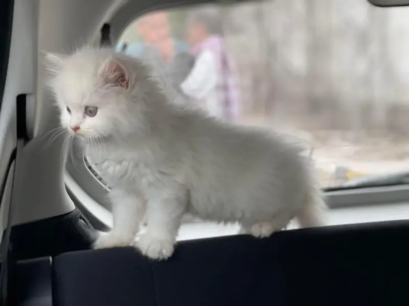 Persian kittens available — photo 5