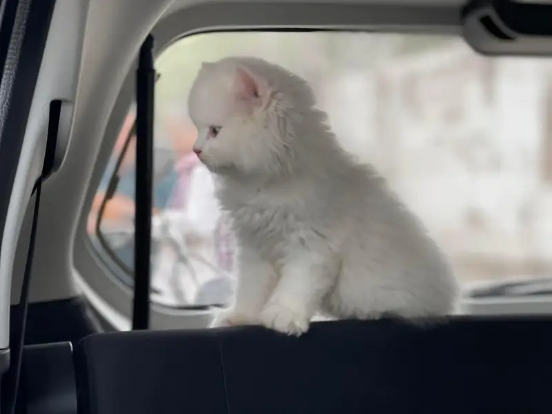 Persian kittens available — photo 6