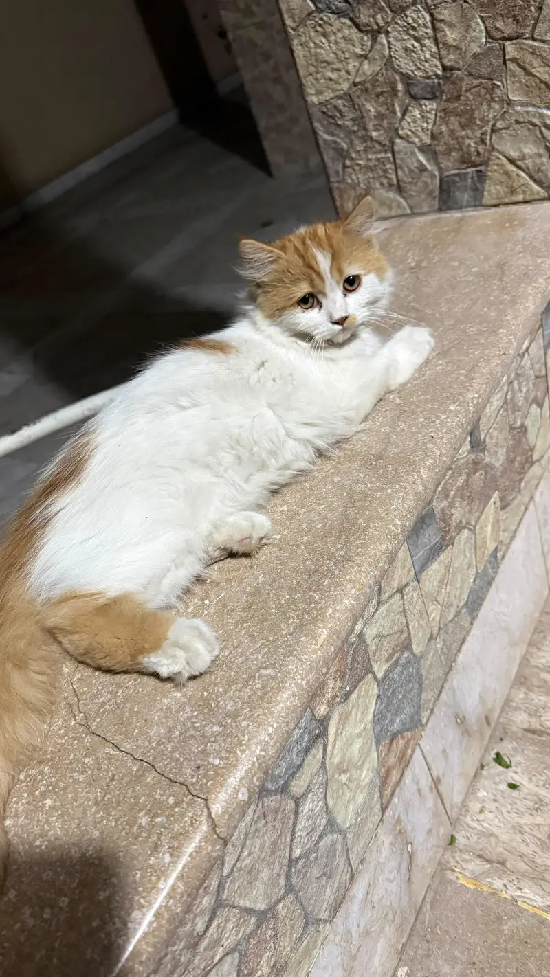 Persian kittens available — photo 7