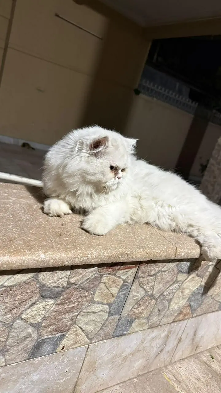 Persian kittens available — photo 8