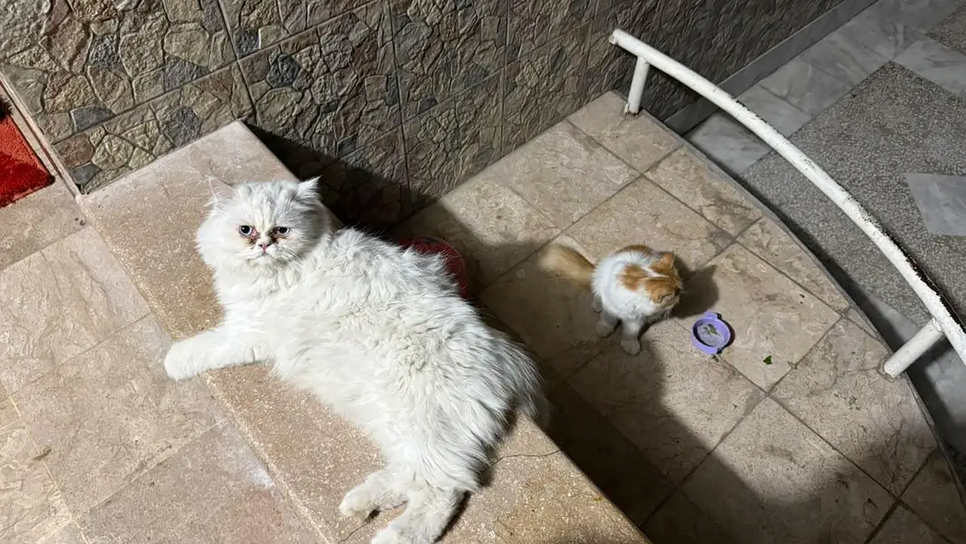 Persian kittens available — photo 9