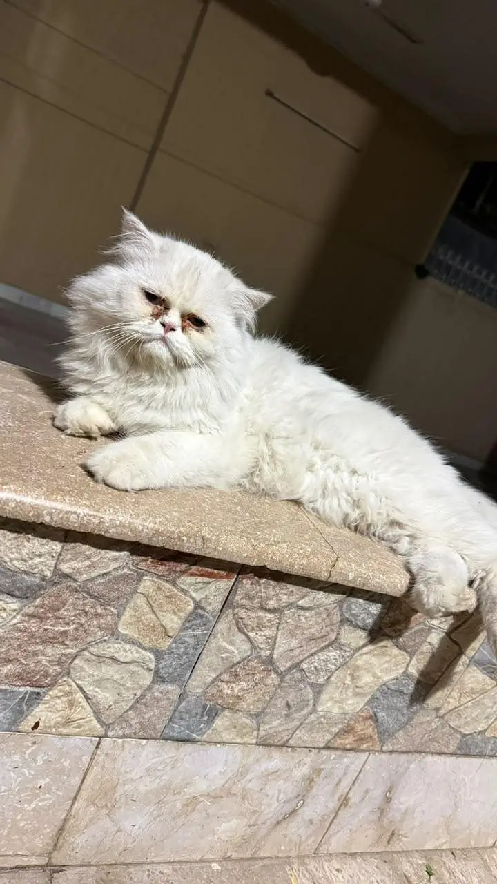 Persian kittens available — photo 10