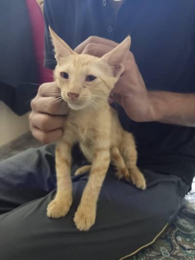 FREE!! Ginger kitten for sale