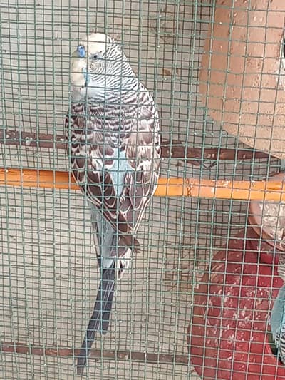 black wing bounded pair