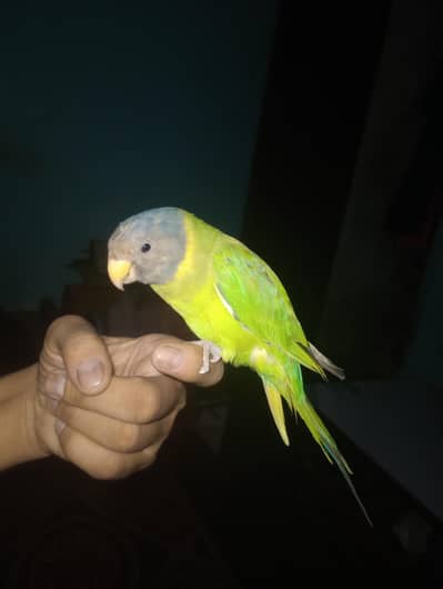 Plum Head Female Full Hand Tame and healthy