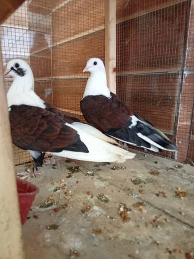 karbalai kabootar for sale