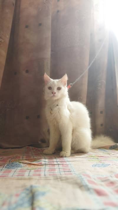 PERSIAN CAT