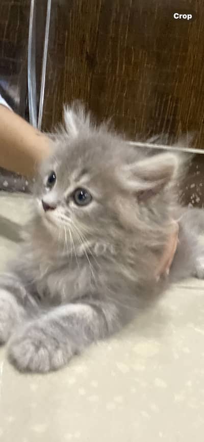 Persian cat