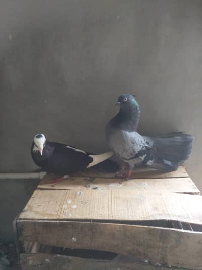 3 breeder pairs for sell