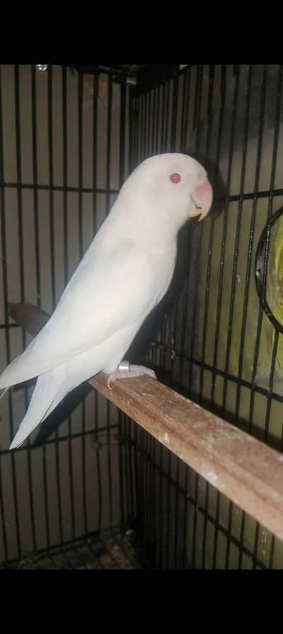 Lovebirds Breeder pair for sale