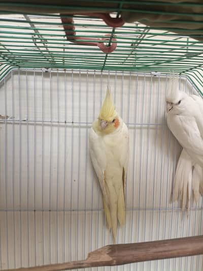 cocktail active pair