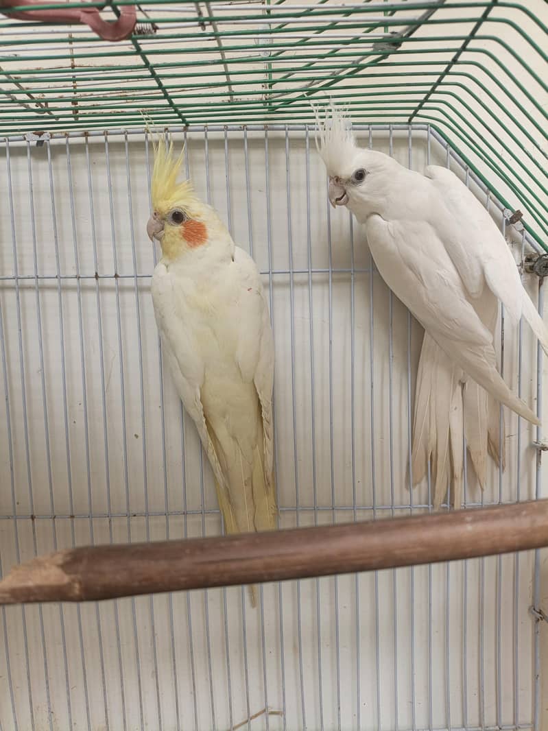 cocktail active pair 5