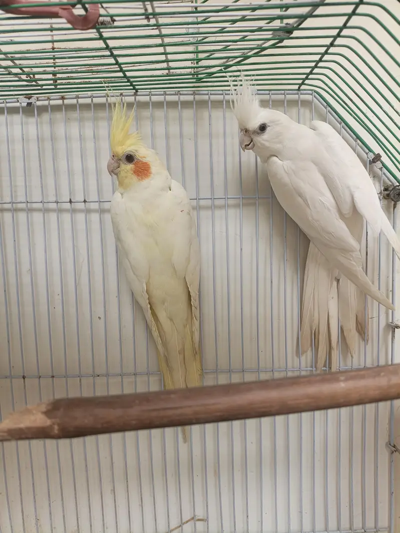 cocktail active pair — photo 6