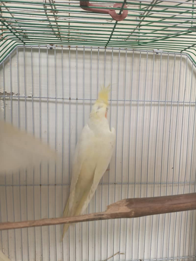 cocktail active pair 6