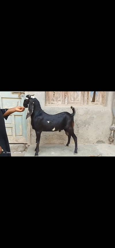 Bakra for sale mota tazi shoq wala Bakra