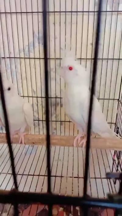 Fellow Ino Breeder pair